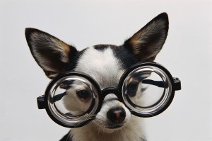 szemüveges_kutya