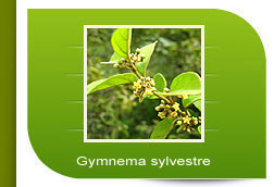 gymnema-sylvestre